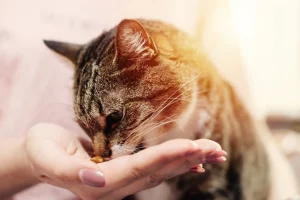 feeding tube care for dogs